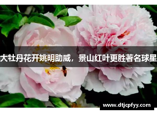 大牡丹花开姚明助威，景山红叶更胜著名球星